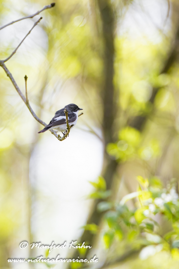 Fliegenschnäpper (Trauer-)_0042