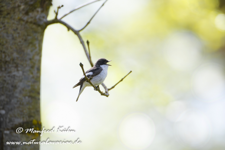 Fliegenschnäpper (Trauer-)_0051