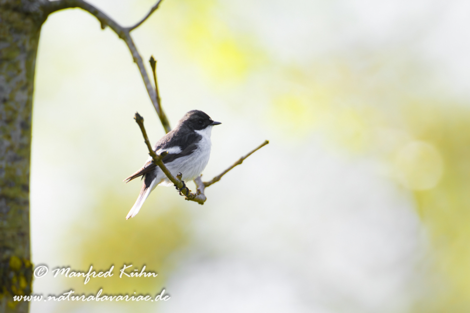 Fliegenschnäpper (Trauer-)_0053