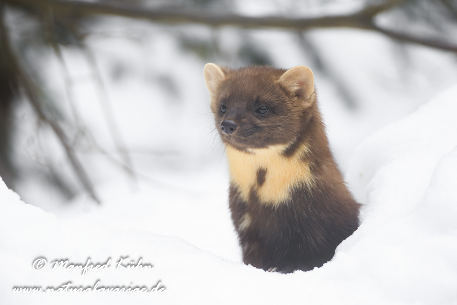 Baummarder ()_0008
