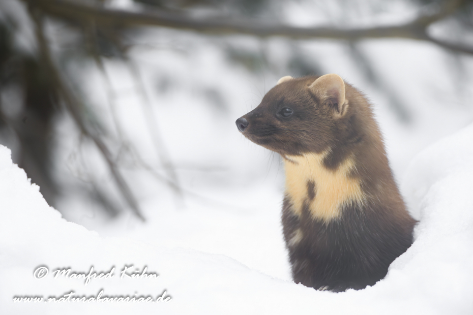Baummarder ()_0011