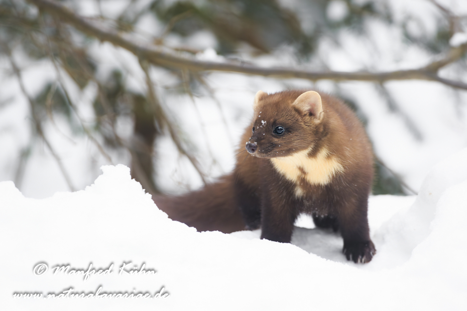 Baummarder ()_0013