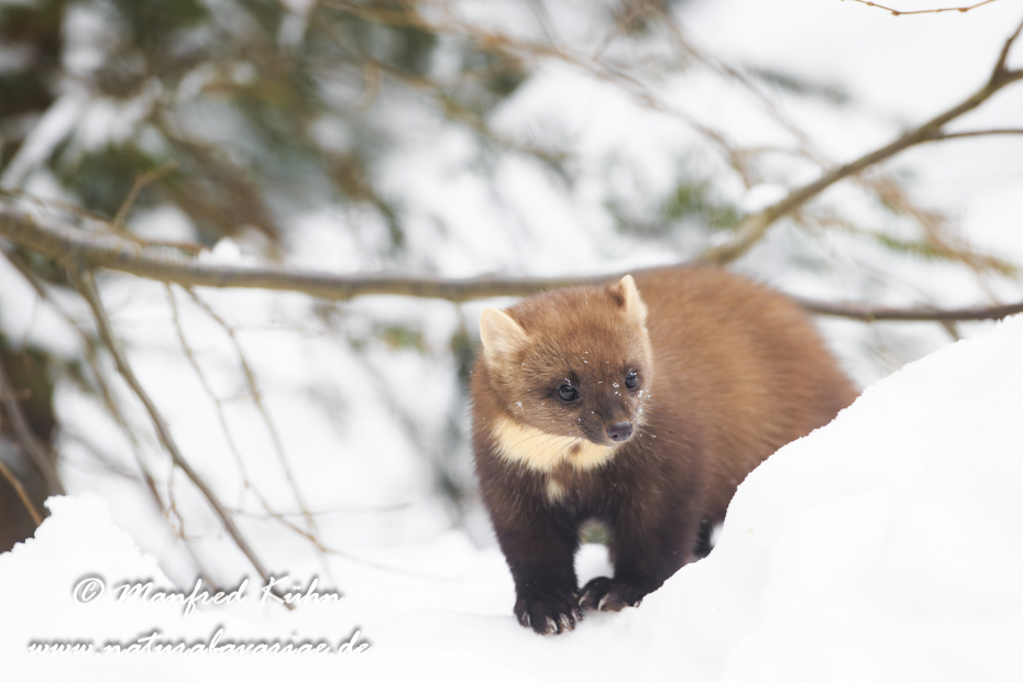 Baummarder ()_0018