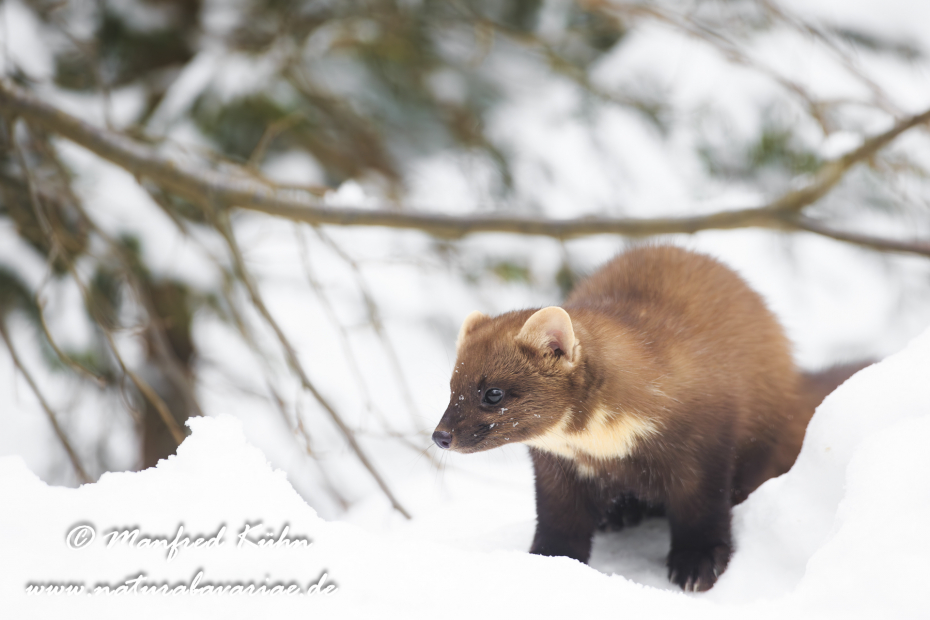 Baummarder ()_0022