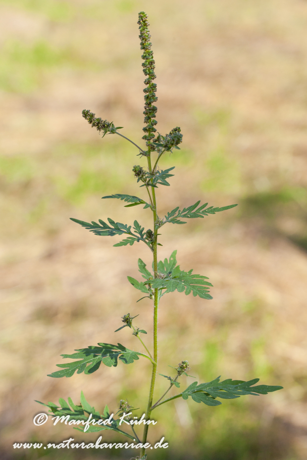 Ambrosia (Traubenkraut)_0003