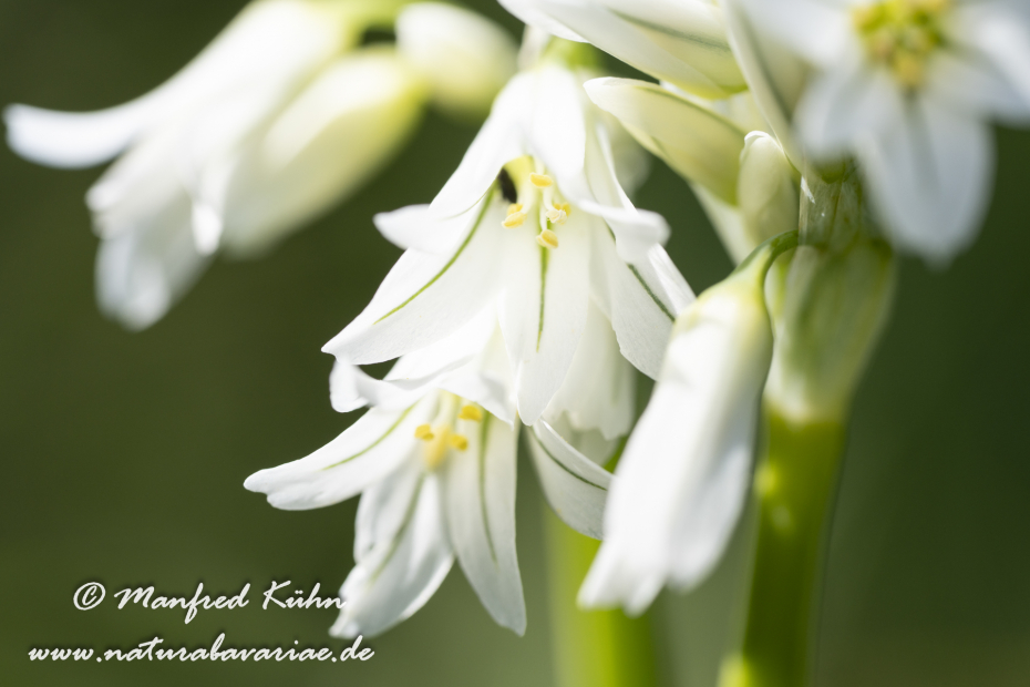 Lauch (Glöckchen-)_0002