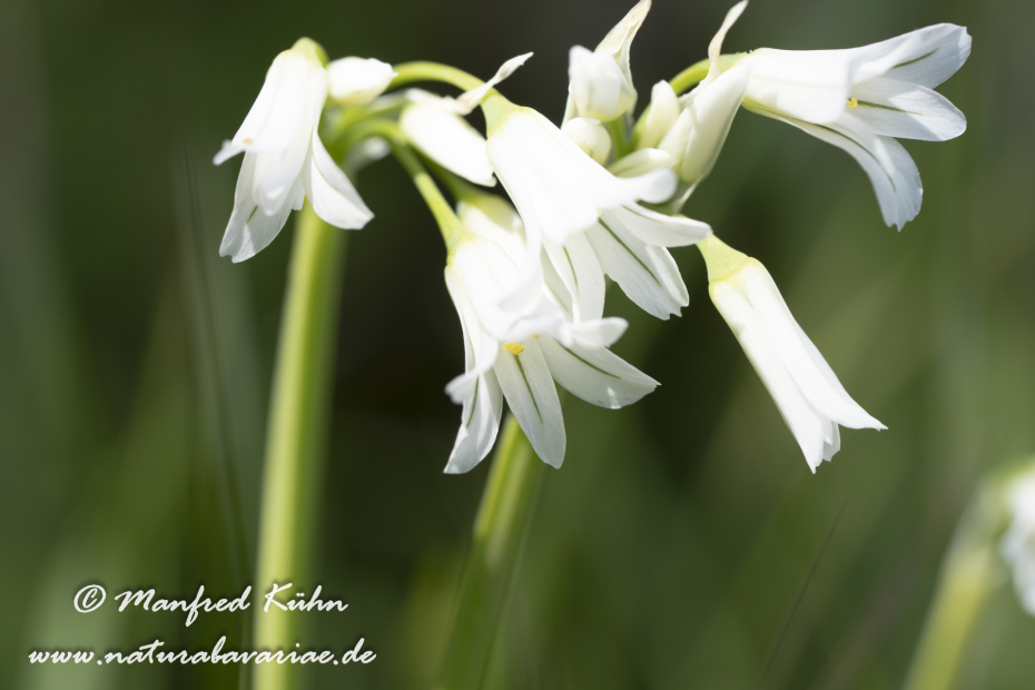 Lauch (Glöckchen-)_0003