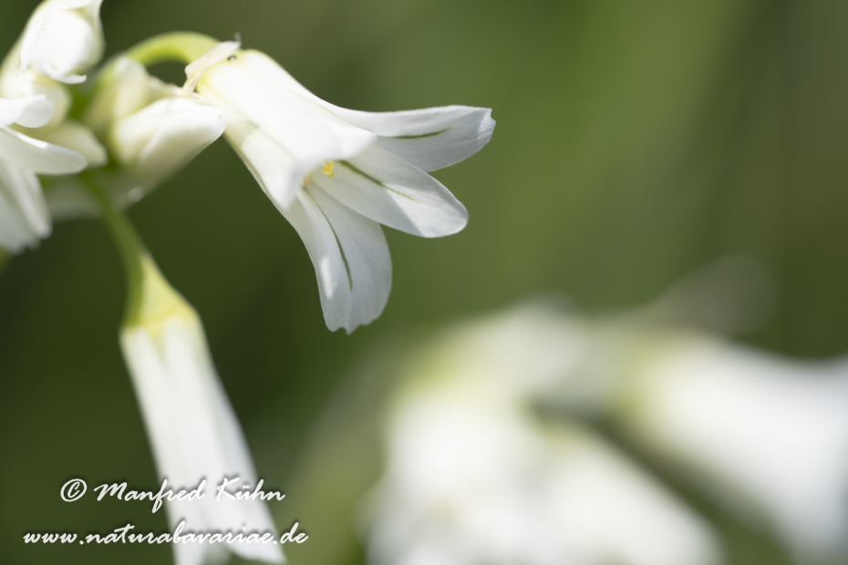 Lauch (Glöckchen-)_0004