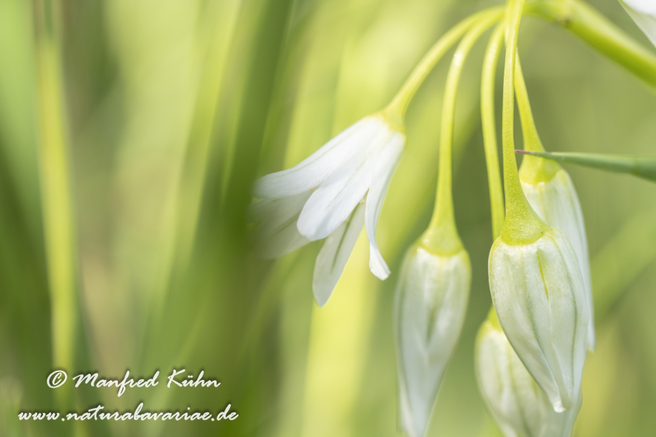 Lauch (Glöckchen-)_0011
