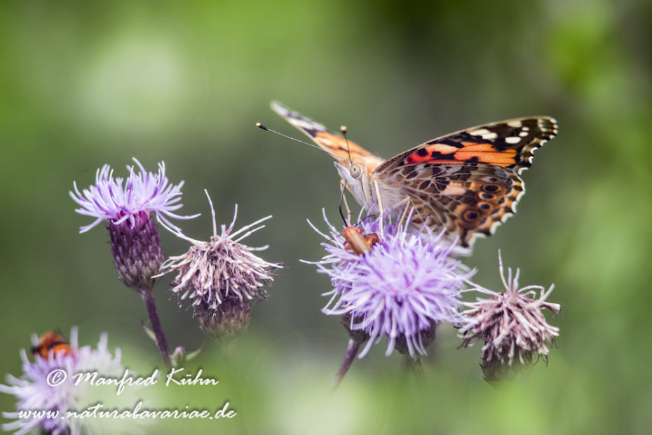 Distelfalter ()_0068