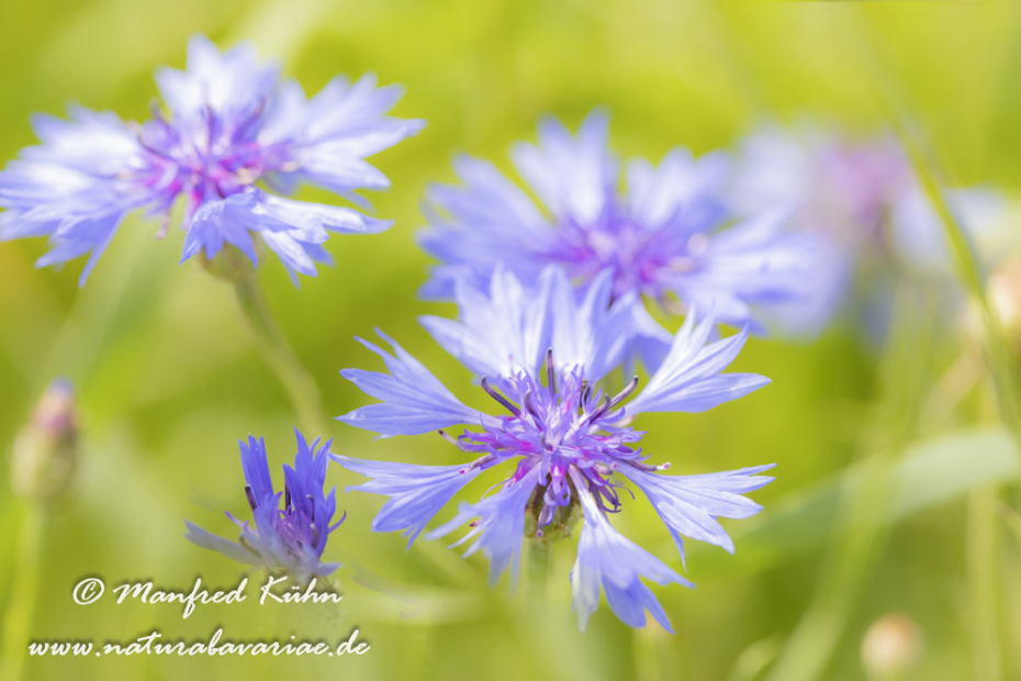 Kornblume ()_0038