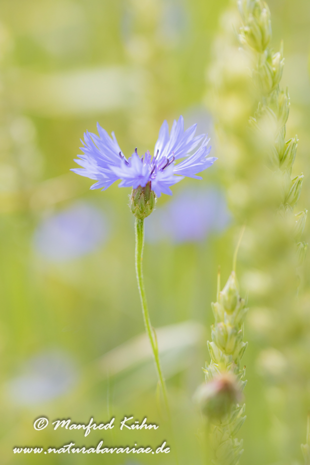 Kornblume ()_0040