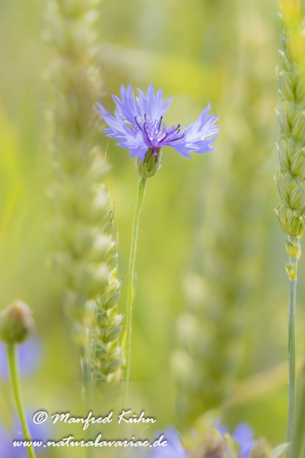 Kornblume ()_0044