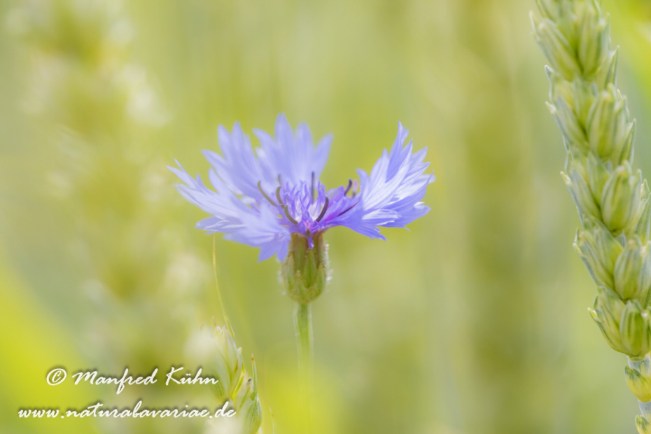 Kornblume ()_0048