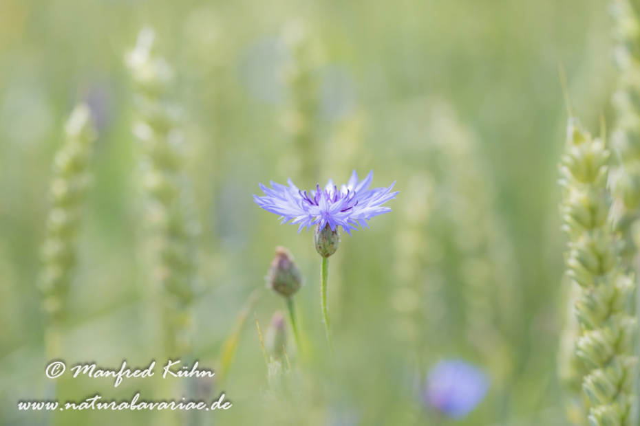 Kornblume ()_0052