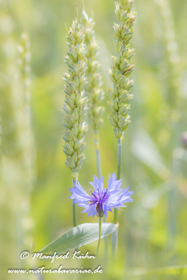 Kornblume ()_0055