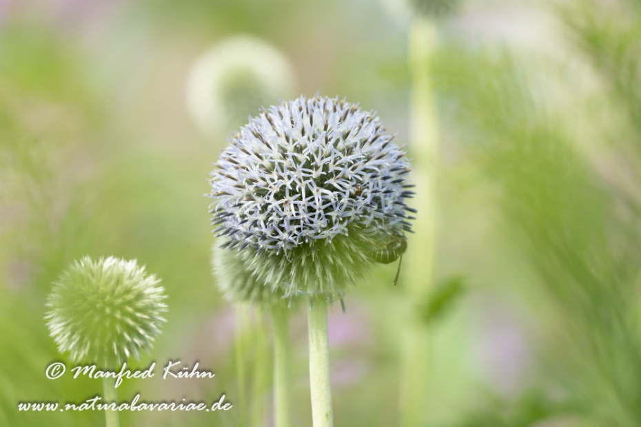 Kugeldistel (Drüsenblättrige)_0004