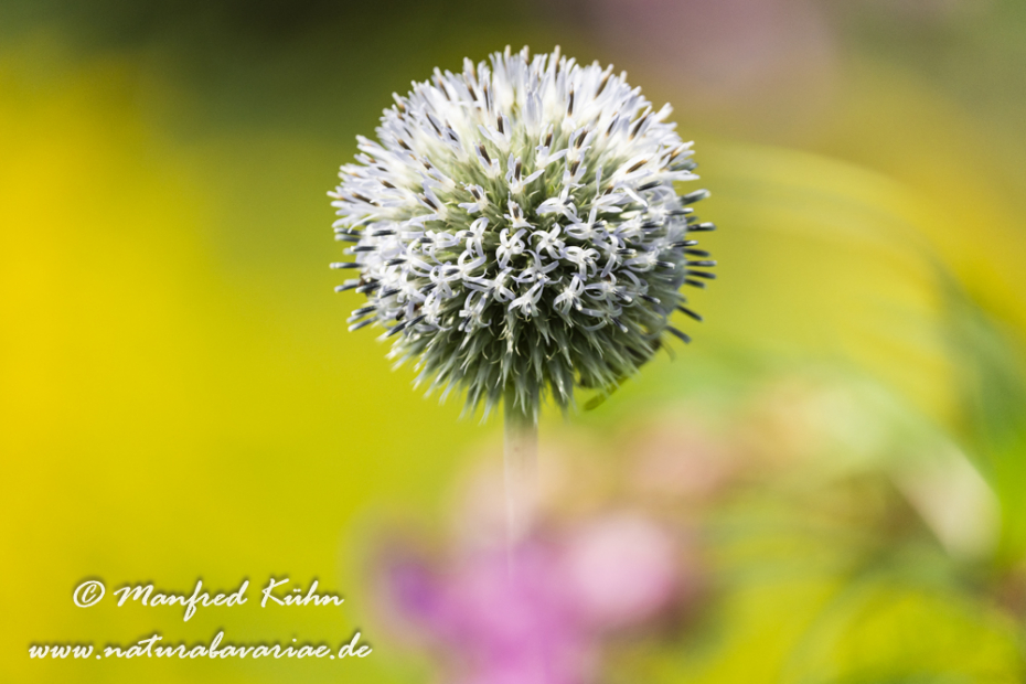 Kugeldistel (Drüsenblättrige)_0012