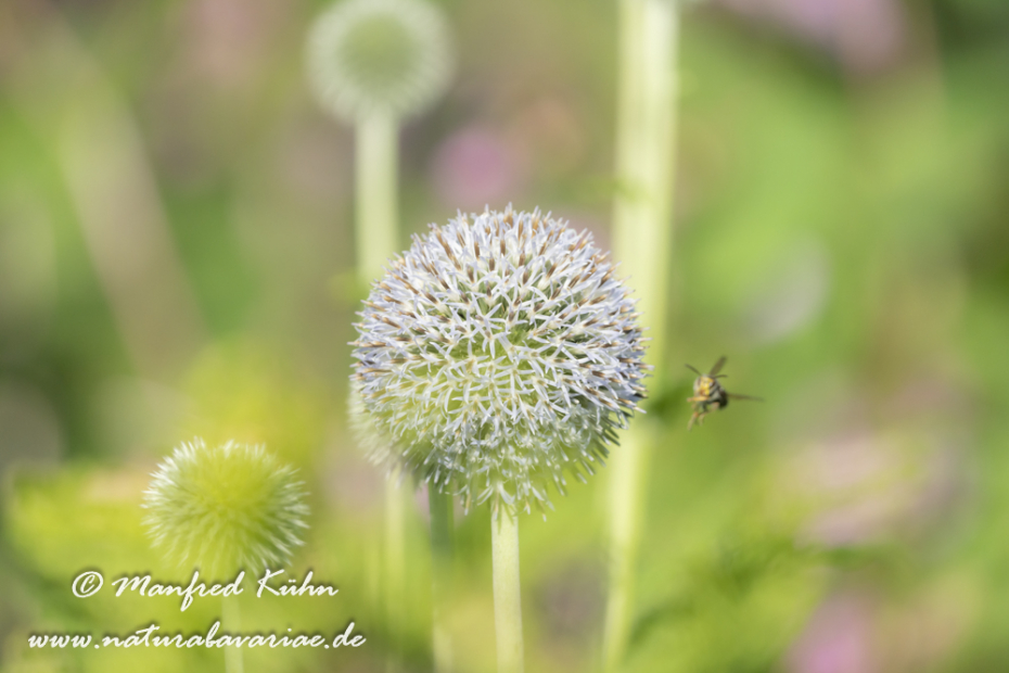 Kugeldistel (Drüsenblättrige)_0017