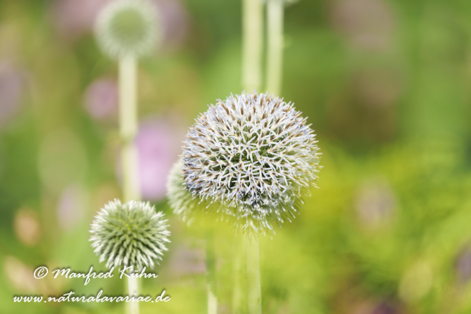 Kugeldistel (Drüsenblättrige)_0020