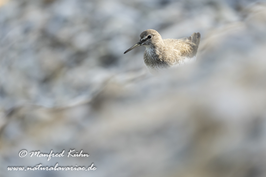 Waldwasserläufer ()_0270