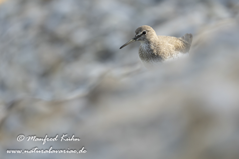 Waldwasserläufer ()_0271