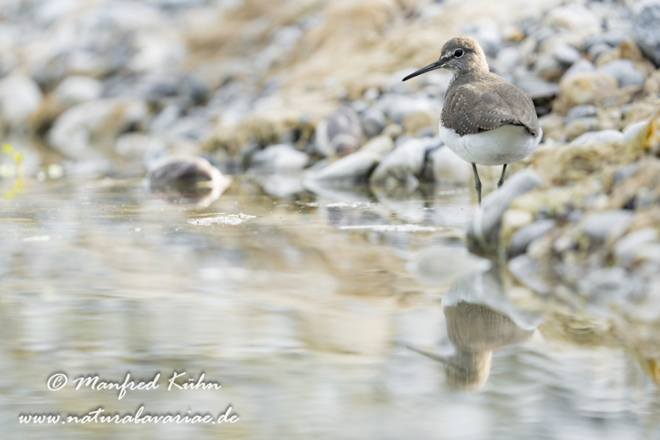 Waldwasserläufer ()_0293