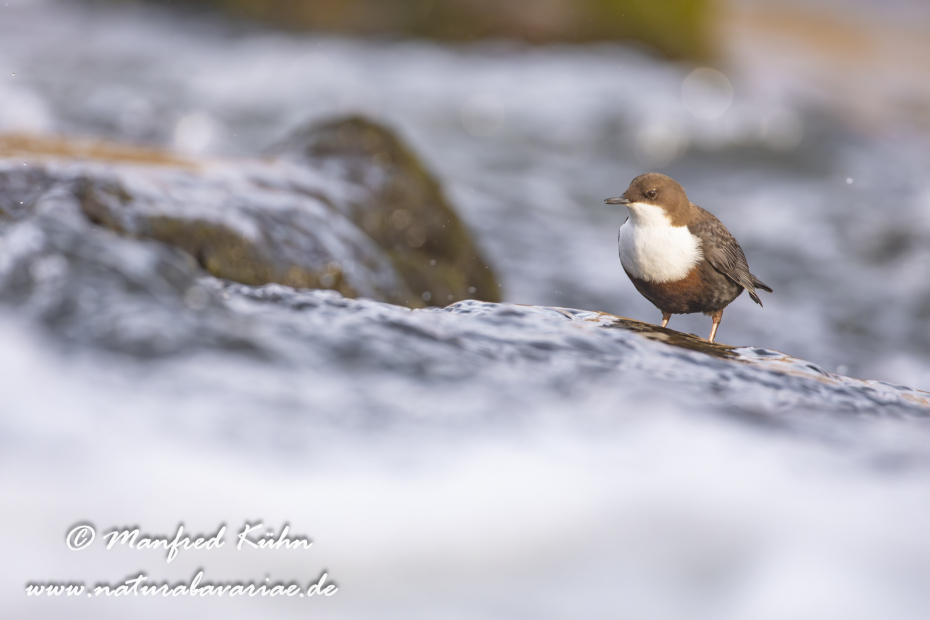 Wasseramsel ()_0213