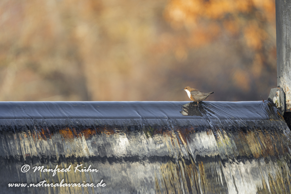 Wasseramsel ()_0322