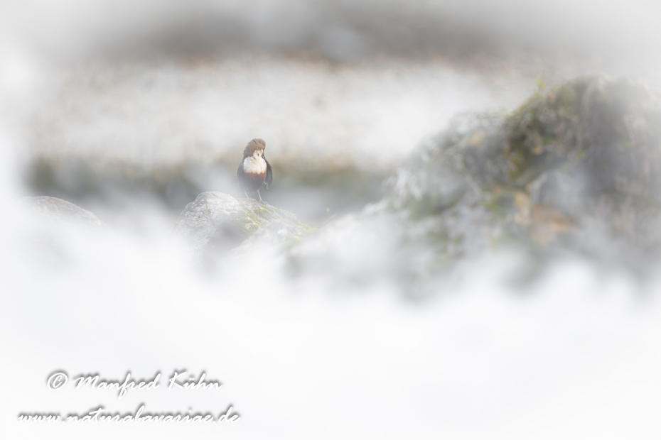 Wasseramsel ()_0404