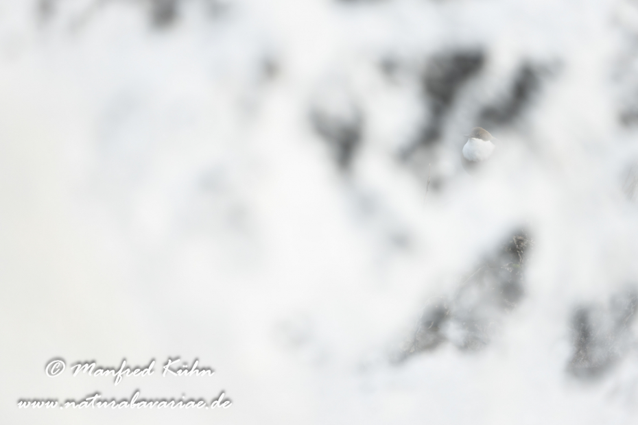 Wasseramsel ()_0419