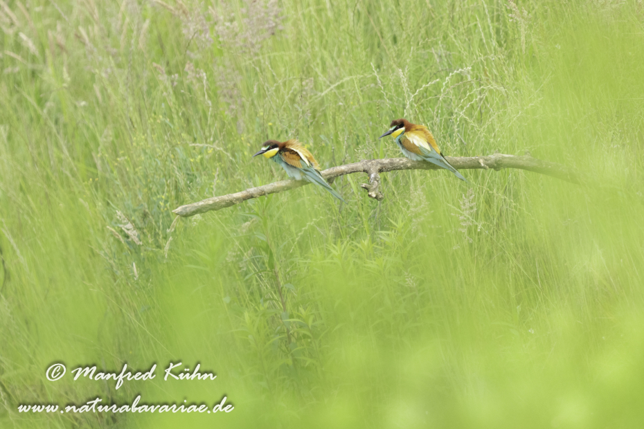 Bienenfresser ()_0088