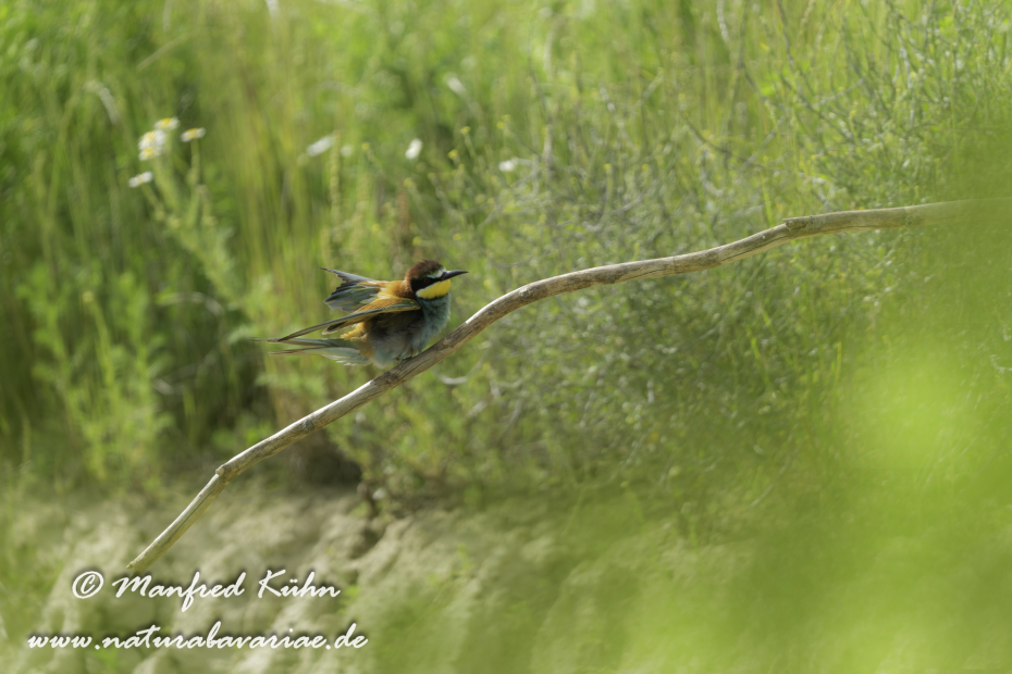 Bienenfresser ()_0101