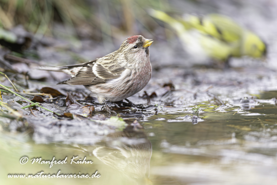 Birkenzeisig ()_0022