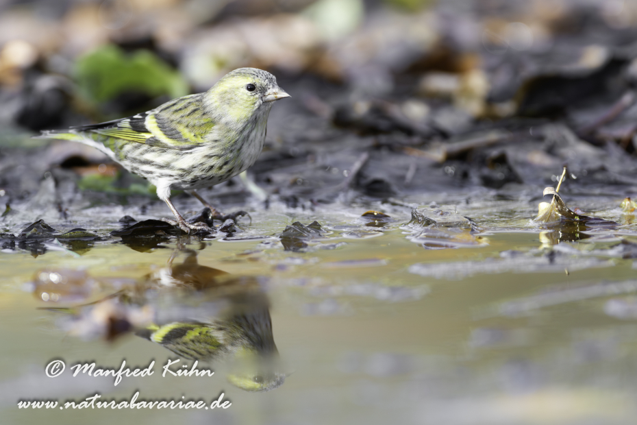 Erlenzeisig ()_0027