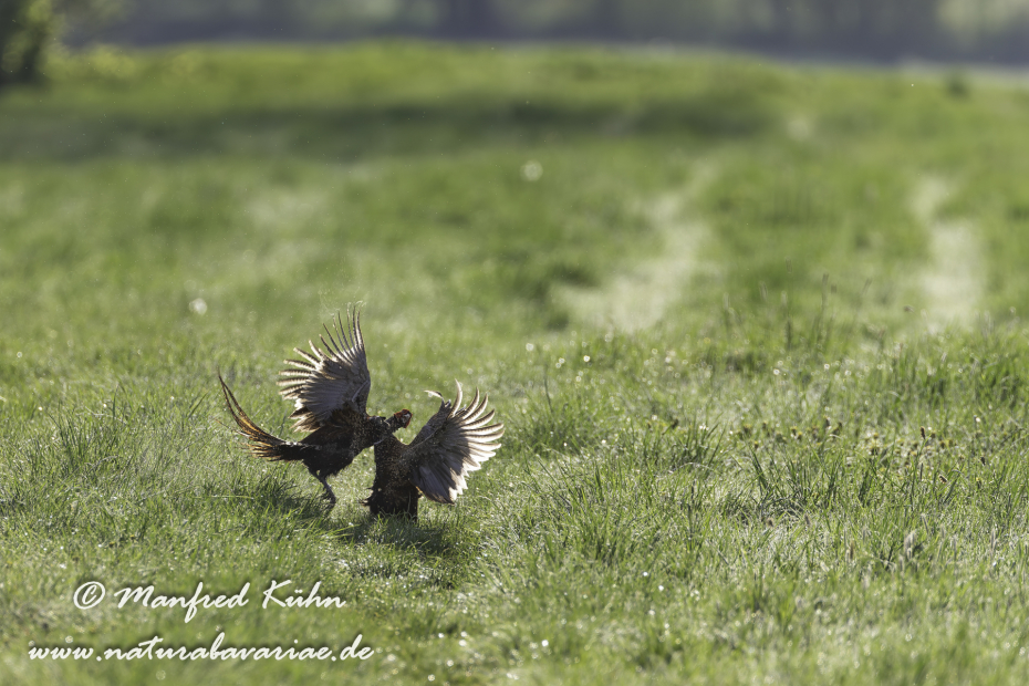Fasan (Jagdfasan)_0070