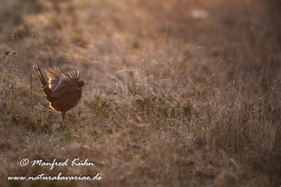 Fasan (Jagdfasan)_0105