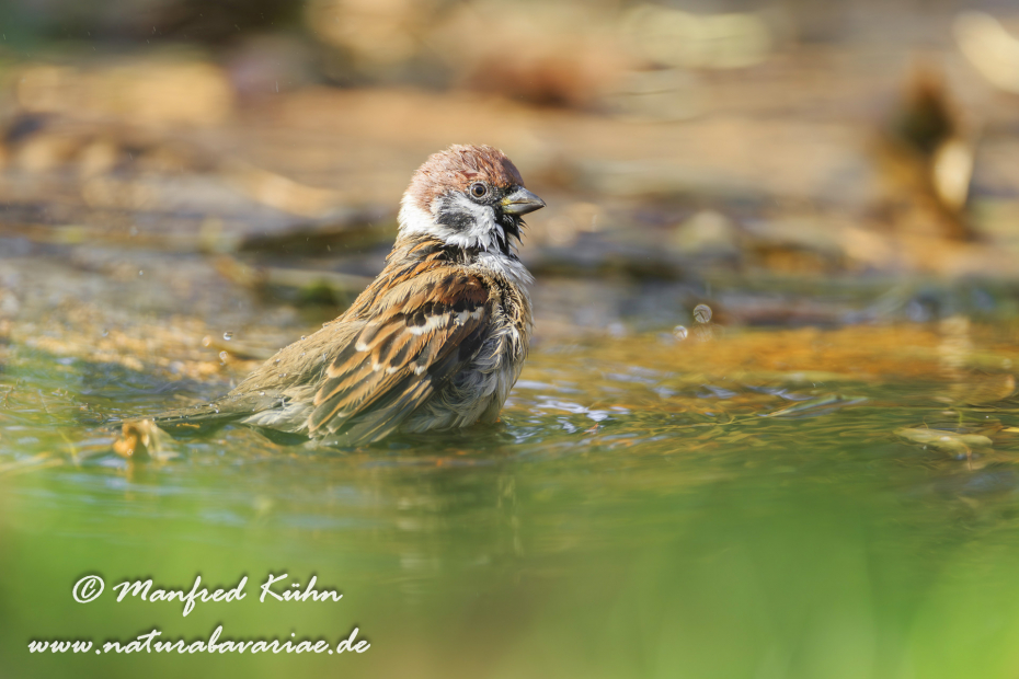 Feldsperling ()_0024