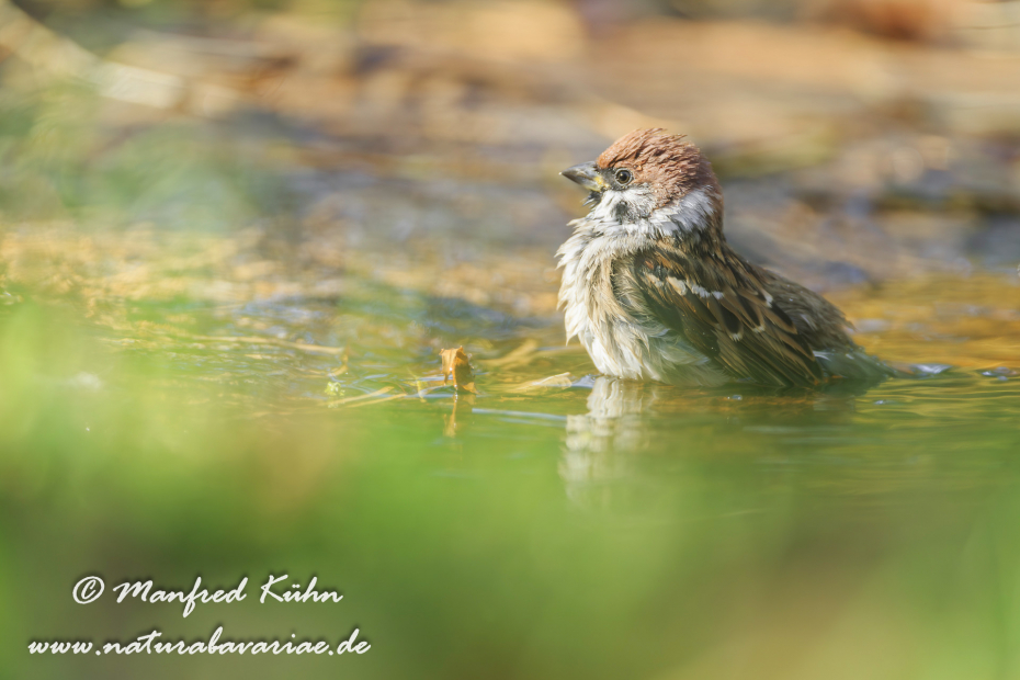Feldsperling ()_0025