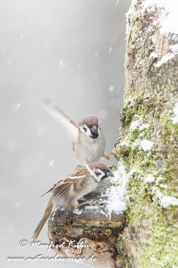 Feldsperling ()_0084