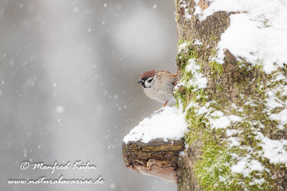 Feldsperling ()_0087