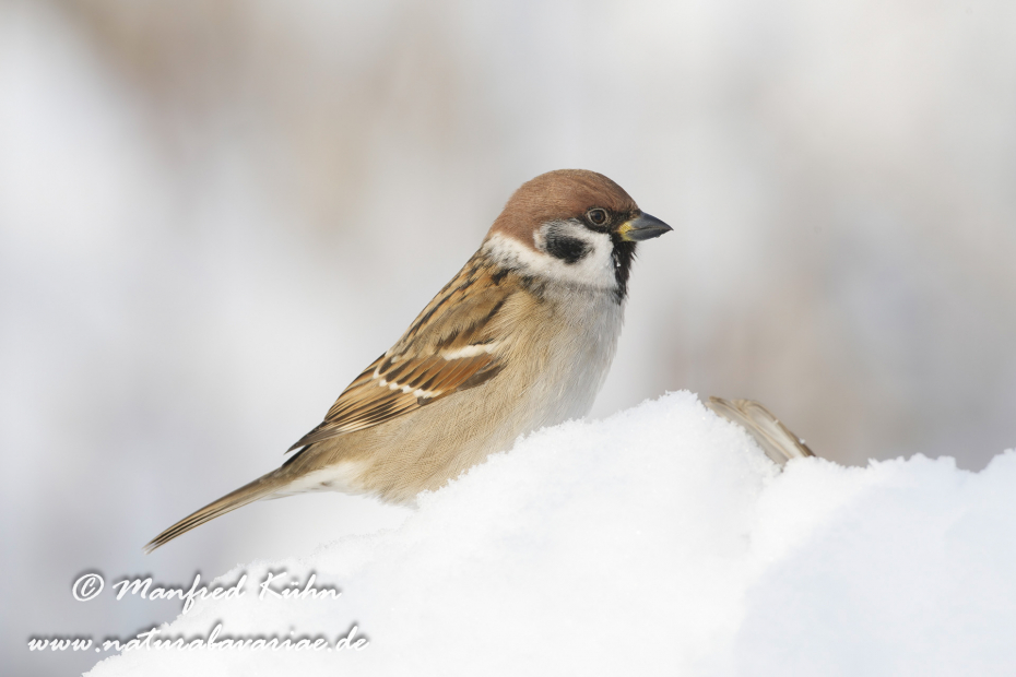 Feldsperling ()_0093