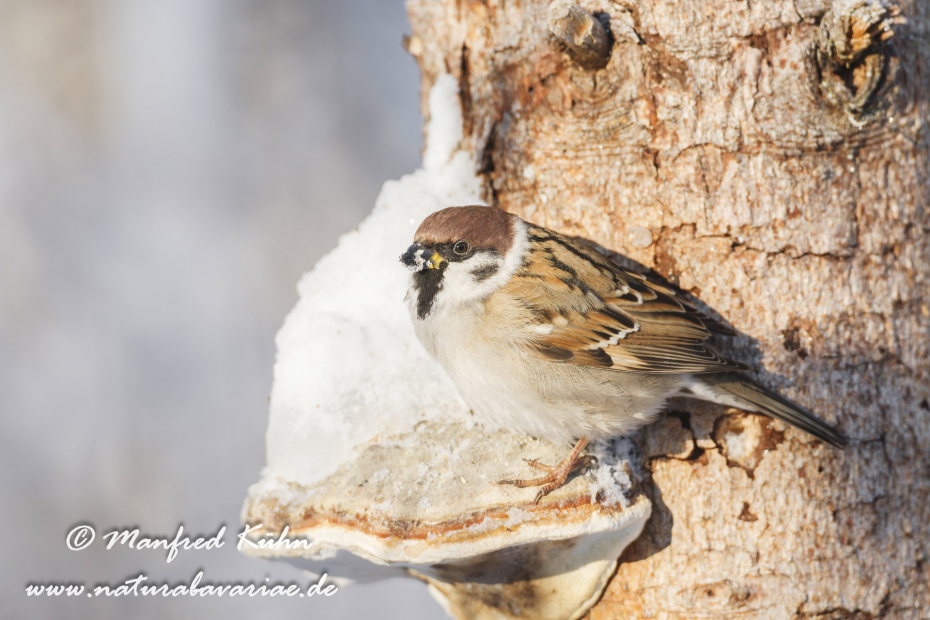 Feldsperling ()_0109