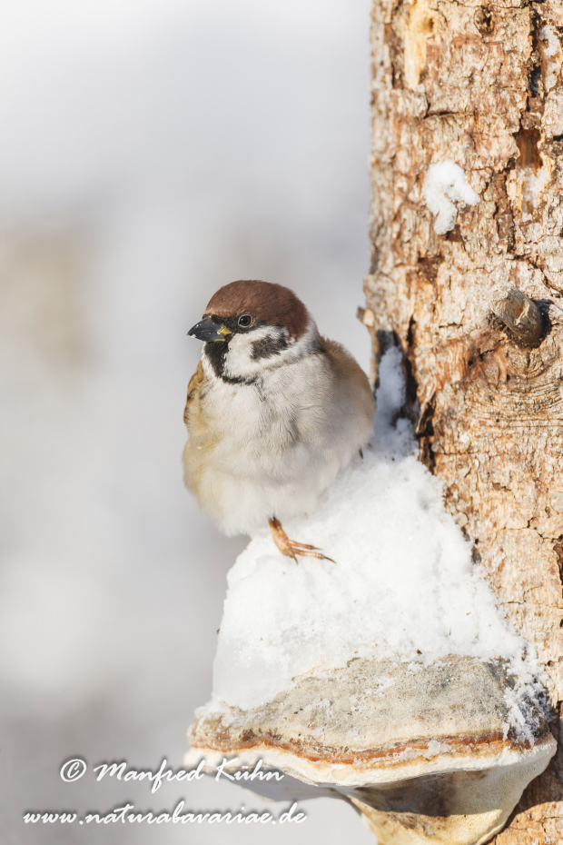 Feldsperling ()_0111