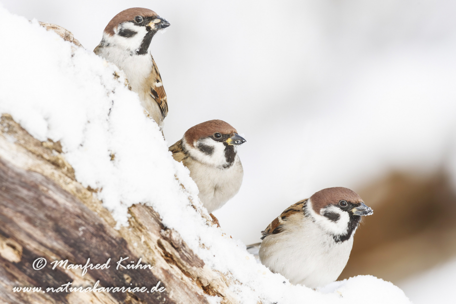 Feldsperling ()_0113