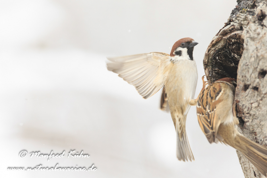 Feldsperling ()_0124