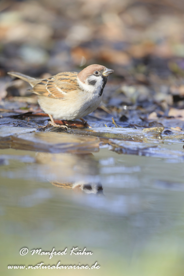 Feldsperling ()_0142