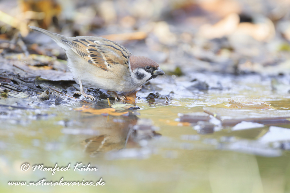 Feldsperling ()_0144