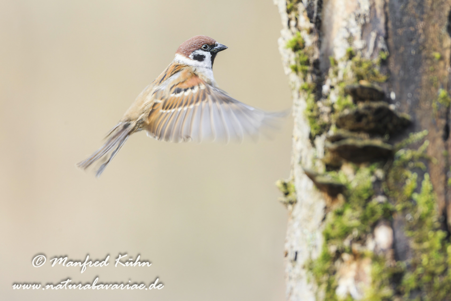 Feldsperling ()_0153
