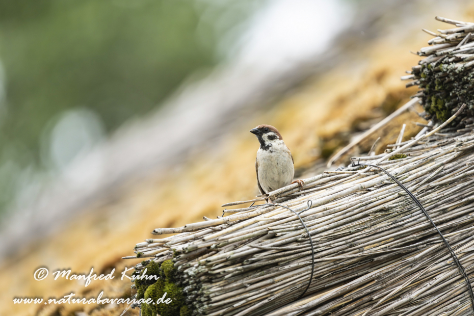 Feldsperling ()_0214